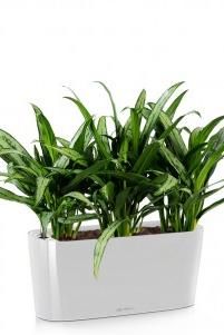 Аглаонема Кутлас DELTA 20/40 см, Белый блестящий