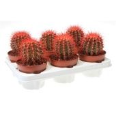 Эхинокактус Rainbow Red d12 см h20 см