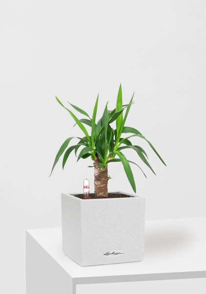 Юкка 1 ствол 12/55 см в CANTO STONE 14 Юкка 1 ствол 12/55 см в CANTO STONE 14