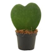 Хойя Kerrii Single d6 см h11 см