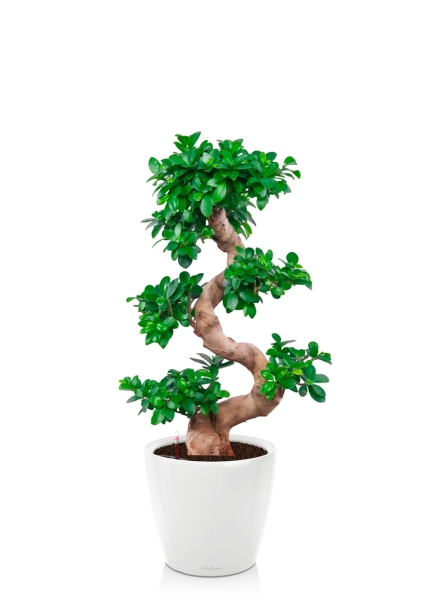 Фикус Микрокарпа Гинсенг 35/90 см в CLASSICO LS 43 Фикус Микрокарпа Гинсенг 35/90 см в CLASSICO LS 43