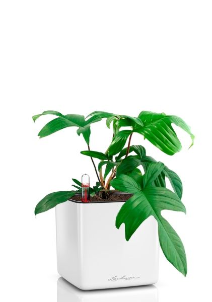 Филодендрон Флорида Грин 12/25 см в CUBE GLOSSY 14