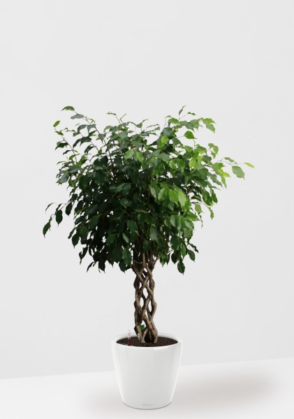 Фикус Бенджамина Экзотика цилиндр 27/120 см в CLASSICO LS 35 Фикус Бенджамина Экзотика цилиндр 27/120 см в CLASSICO LS 35