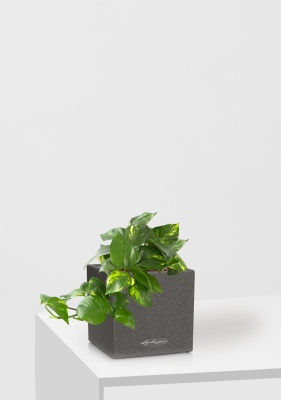 Сциндапсус Ауреум в CANTO STONE 14 Сциндапсус Ауреум в CANTO STONE 14