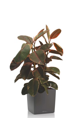 Фикус Эластика Белиз 3 ствола 27/100 см в CUBE 30, антрацитовый металлик