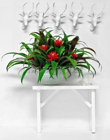 Гузмания Премиум красная 12/45 см