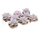 Эхеверия Перл Вон Нюрнберг d10.5 см h12.5 см