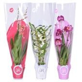 Орхидея микс d12 см h55 см тип 7 Орхидея микс d12 см h55 см тип 7