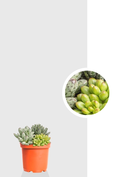 Адромискус Микс d8.5 см h10 см тип 1