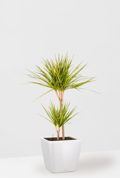 Драцена Маргината Санрей 2 ствола 17/70 см QUADRO LS 21