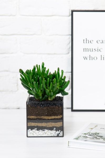 Флорариум с Крассулой Хоббит 25 см в кубе Флорариум с Крассулой Хоббит 25 см в кубе