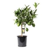 Цитрус Green Lime d22 см h85 см Цитрус Green Lime d22 см h85 см