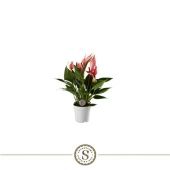 Антуриум Андрианум Лилли d7 см h25 см
