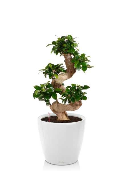 Бонсай Фикус Гинсенг в CLASSICO LS 28 Бонсай Фикус Гинсенг в CLASSICO LS 28