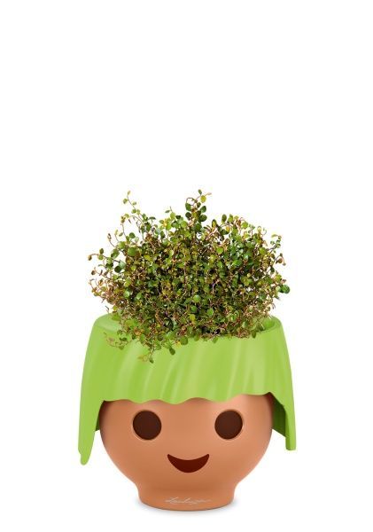 Мюленбекия 12/20 см в OJO