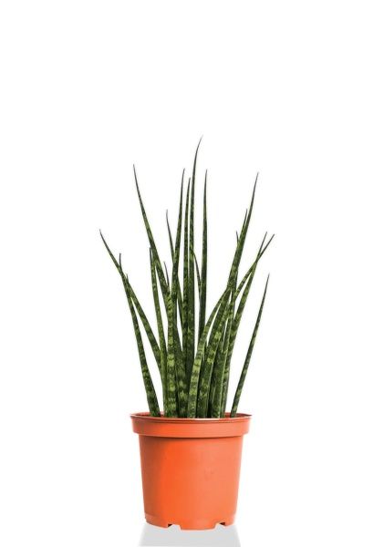 Сансевиерия Фернвуд 12/35 см Сансевиерия Фернвуд 12/35 см