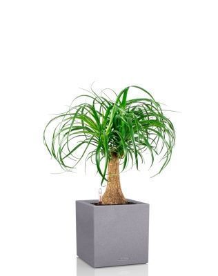 Нолина на стволе в CANTO STONE LOW 30, серый камень Нолина на стволе в CANTO STONE LOW 30, серый камень