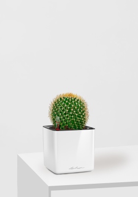 Кактус Маммиллярия Полителе 12/20 см в CUBE GLOSSY 14, белый блестящий Кактус Маммиллярия Полителе 12/20 см в CUBE GLOSSY 14, белый блестящий