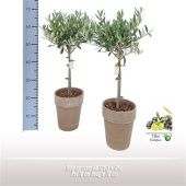 Олива европейская d18 см h70 см