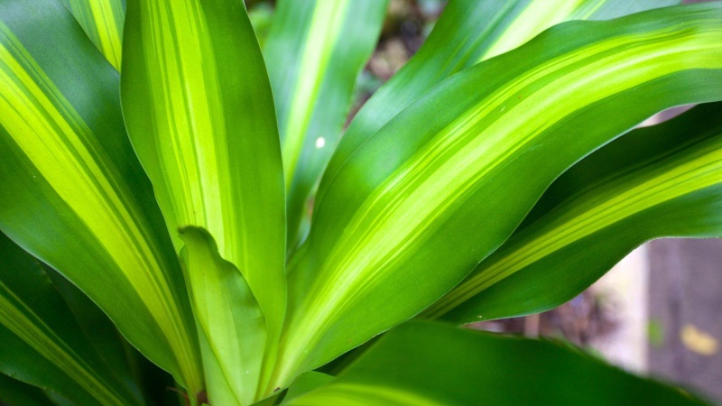 Драцена Гавайская: островное настроение дома и в офисе