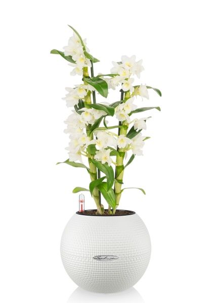 Дендробиум белый в PURO 20
