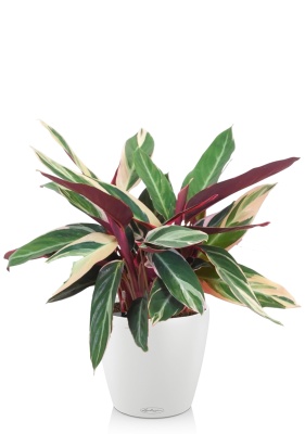 Строманта 15/50 см в CLASSICO COLOR 18, белый