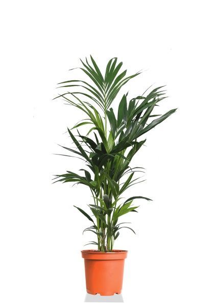 Ховея Кентия 21/120 см