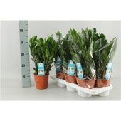 Замиокулькас 8+ веток d14 см h45 см