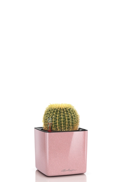 Эхинокактус Грузони 7/8 см в CUBE GLOSSY Kiss 14 Эхинокактус Грузони 7/8 см в CUBE GLOSSY Kiss 14