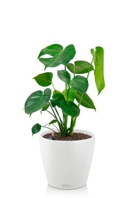 Монстера Делициоза 17/60 см в CLASSICO 18, белый