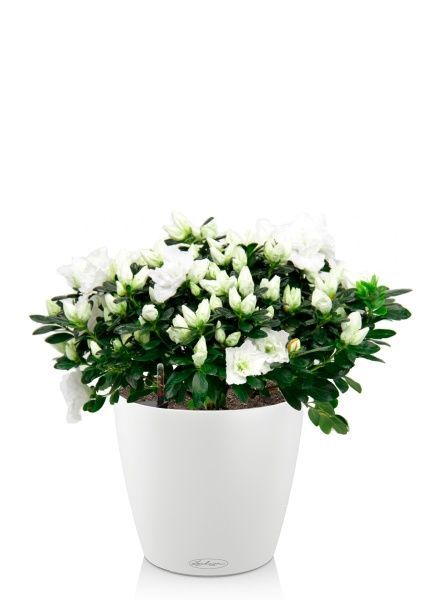 Азалия Фландрес белая в CLASSICO COLOR 21 Азалия Фландрес белая в CLASSICO COLOR 21