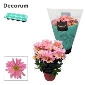 Хризантема Маргарита роовая (decorum) d13 см h25 см