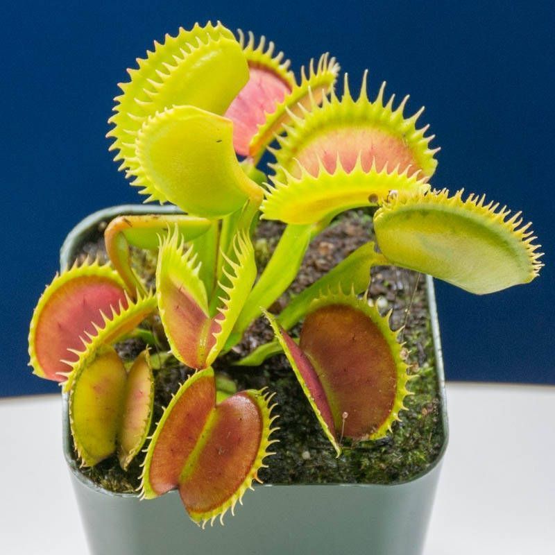 Хищные растения, которые можно выращивать дома