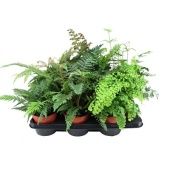 Папоротники микс d14 см h40 см Папоротники микс d14 см h40 см