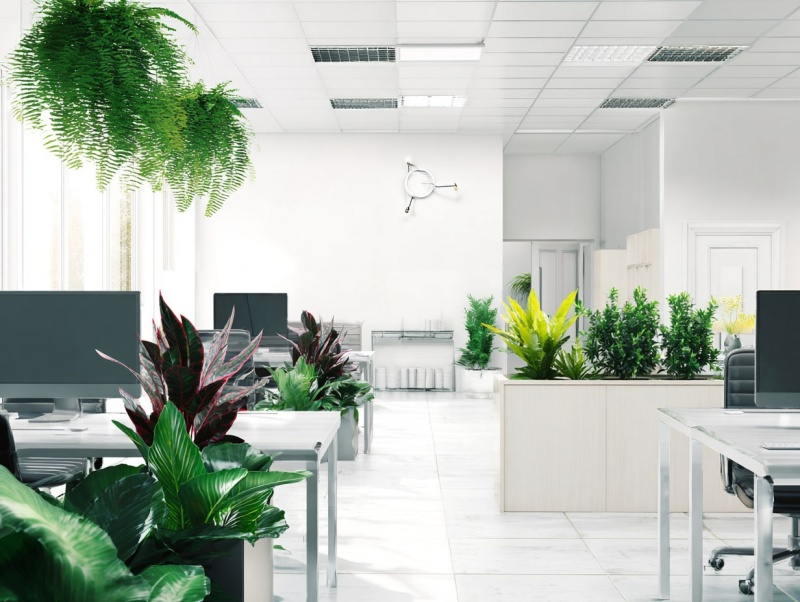 Организация озеленения в офисе: пошаговый план для создания комфортного рабочего пространства