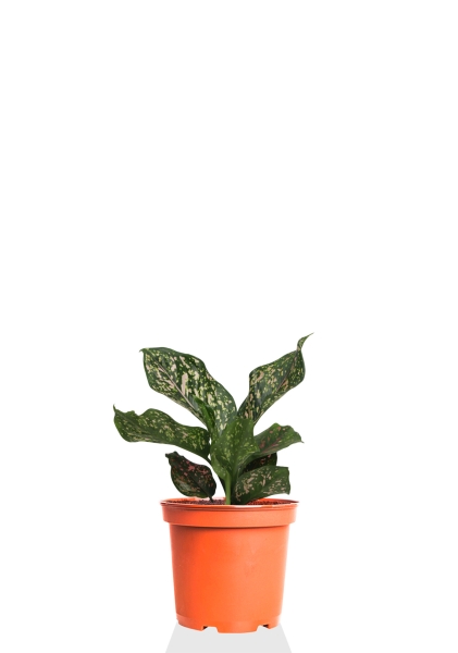 Аглаонема Анимани 12 см