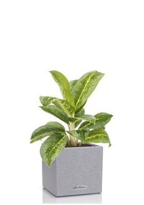 Аглаонема Лемон Минт в CANTO STONE 14, серый камень 