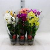 Фаленопсис 2 ствола Cascade Mix 18+ (konst) d12 см h55 см Фаленопсис 2 ствола Cascade Mix 18+ (konst) d12 см h55 см