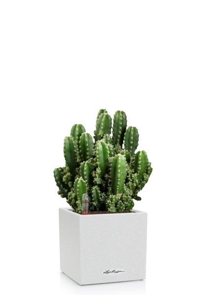 Кактус Цереус Полина 10/20 см в CANTO STONE 14