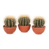 Эхинокактус Грузони d13 см h18 см Эхинокактус Грузони d13 см h18 см