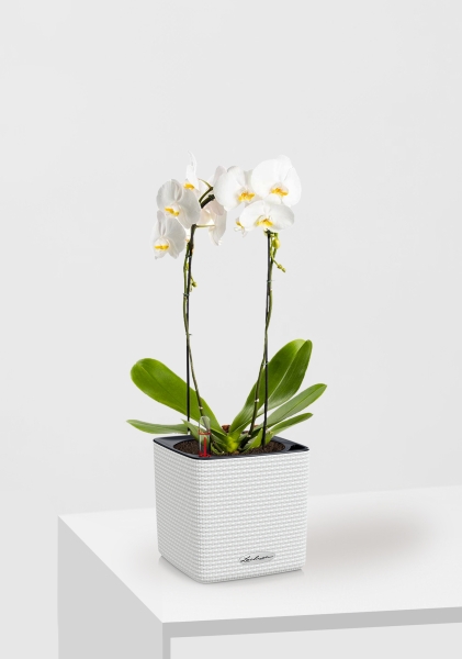 Орхидея Фаленопсис белая каскад 12/50 см в CUBE Color 14