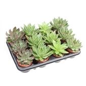 Эхеверия агавовидная mix d8.5 см h10 см Эхеверия агавовидная mix d8.5 см h10 см