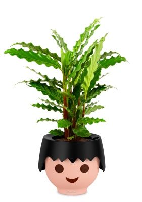 Калатея Руфибарба 12/50 см в OJO, черный