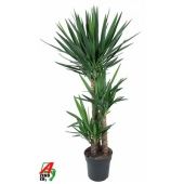 Юкка 3 ствола 90-60-30см d27 см 140 см