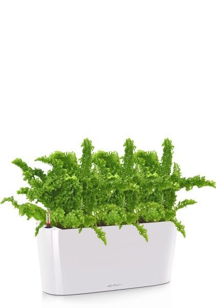 Нефролепис Возвышенный в DELTA 20