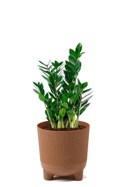 Замиокулькас 14/50 см в LAMELA ARIA 180 ECO coffee jumper Замиокулькас 14/50 см в LAMELA ARIA 180 ECO coffee jumper