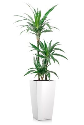 Драцена Варнески 3 ствола 21/110 см в CUBICO 30, белый блестящий Драцена Варнески 3 ствола 21/110 см в CUBICO 30, белый блестящий