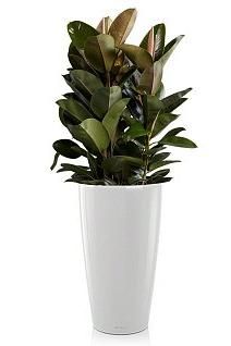 Фикус Эластика RONDO 40/180 см, белый блестящий Фикус Эластика RONDO 40/180 см, белый блестящий