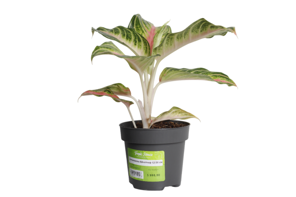 Аглаонема Айкетчер 12/30 см