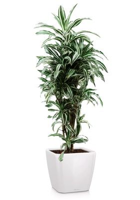 Драцена Варнески бранч 27/130 см в QUADRO LS 35, белый блестящий Драцена Варнески бранч 27/130 см в QUADRO LS 35, белый блестящий